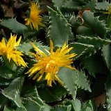 Faucaria kingiae (8.5 & 10.5cm Ø available)